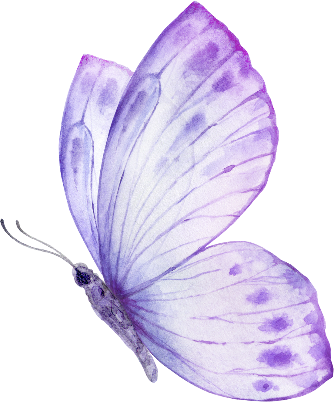 Butterfly Purple Violet Watercolor